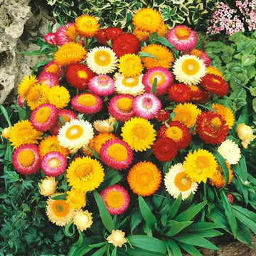Helichrysum bracteatum Seeds – Mixed