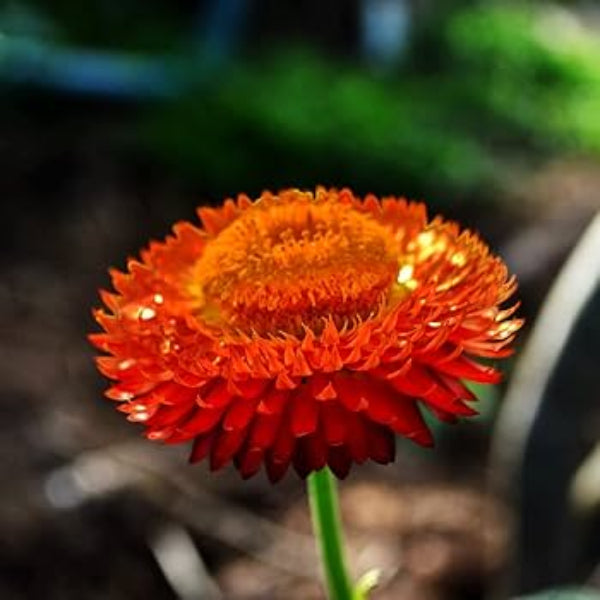 Helichrysum bracteatum Seeds – Red