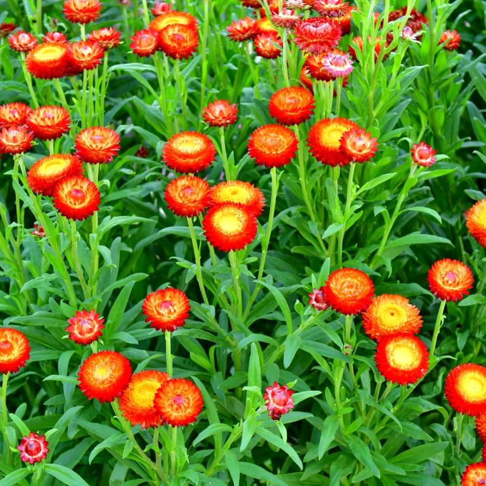 Helichrysum bracteatum Seeds – Strawflower