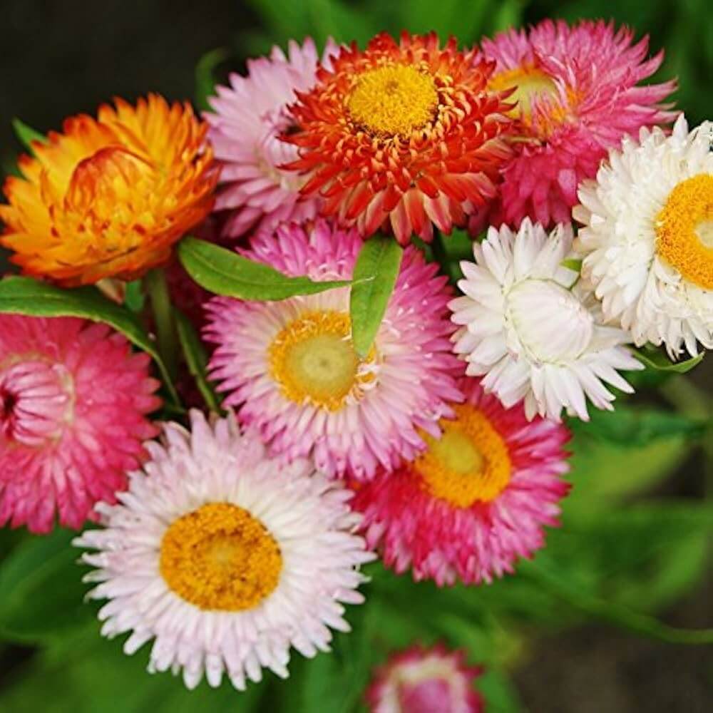 Helichrysum bracteatum Seeds – Strawflower