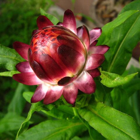 Helichrysum italicum Seeds – Red