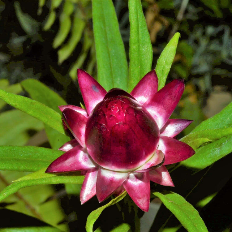 Helichrysum italicum Seeds – Red