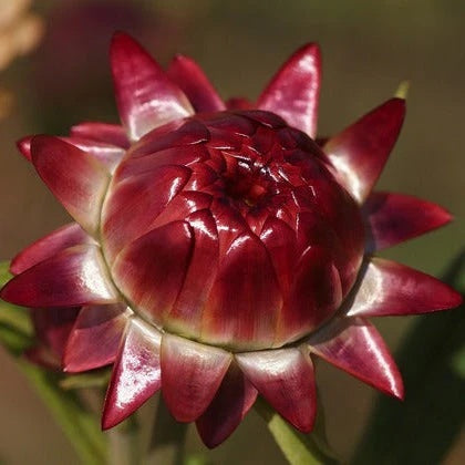 Helichrysum italicum Seeds – Red