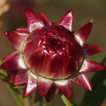 Helichrysum italicum Seeds – Red