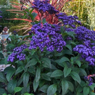 Heliotrope Seeds – Marine Blue