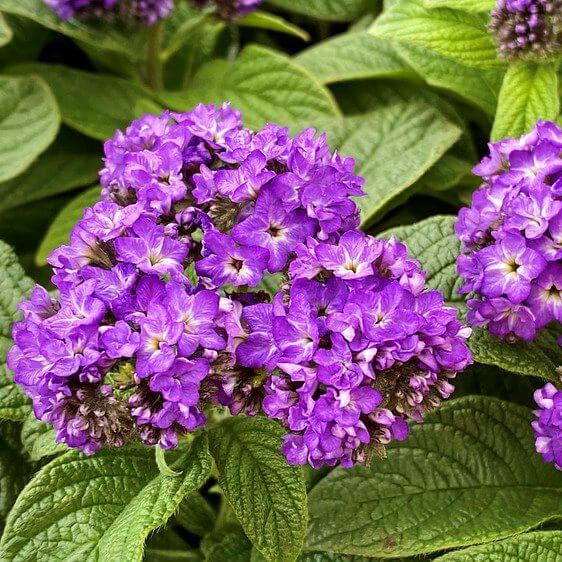 Heliotrope Seeds – Purple