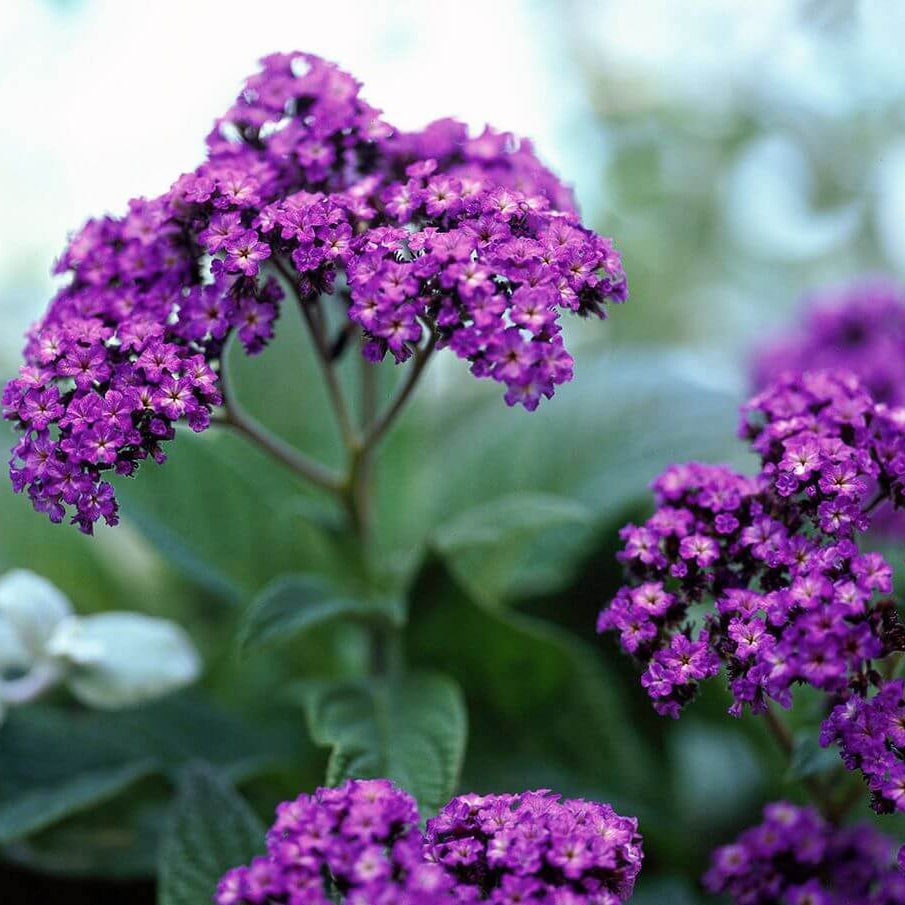 Heliotrope Seeds – Purple