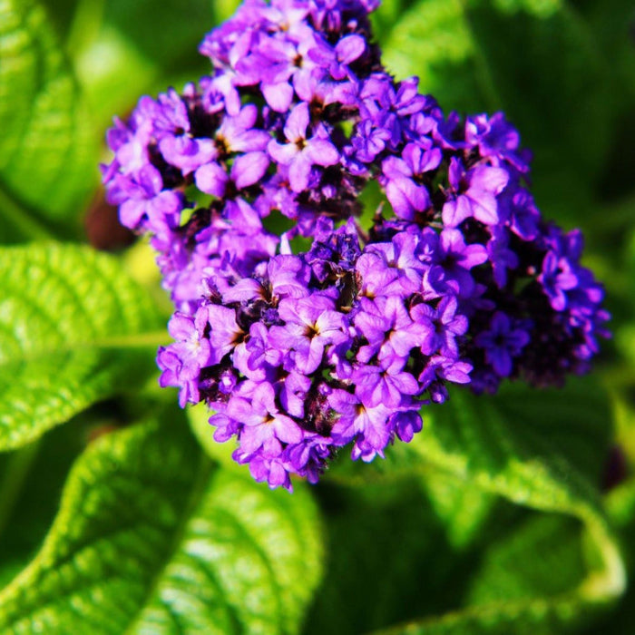 Heliotrope Seeds – Marine
