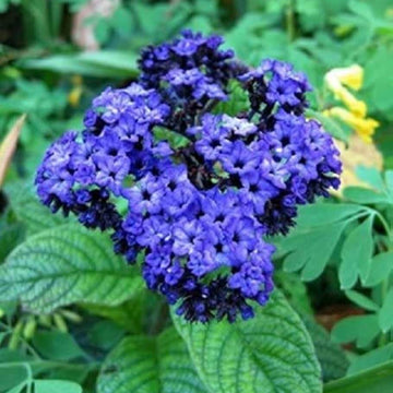 Heliotrope Seeds – Marine Blue