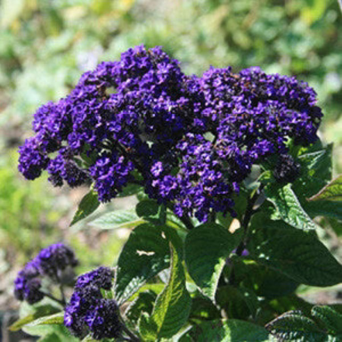 Heliotrope Seeds – Marine Blue