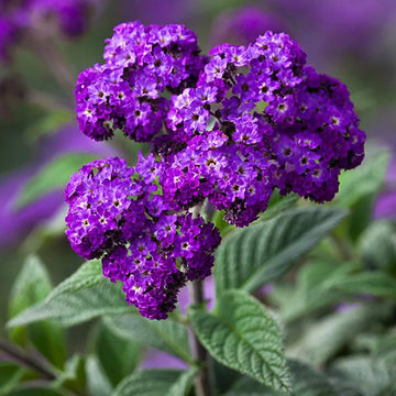 Heliotrope Seeds – Purple