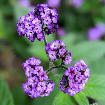 Heliotrope Seeds – Shade Tolerant