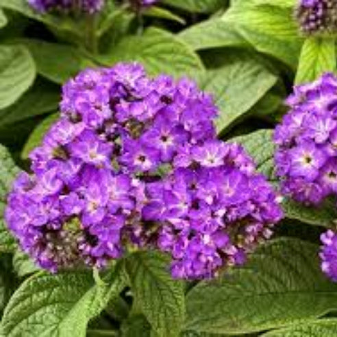 Heliotrope Seeds – Shade Tolerant
