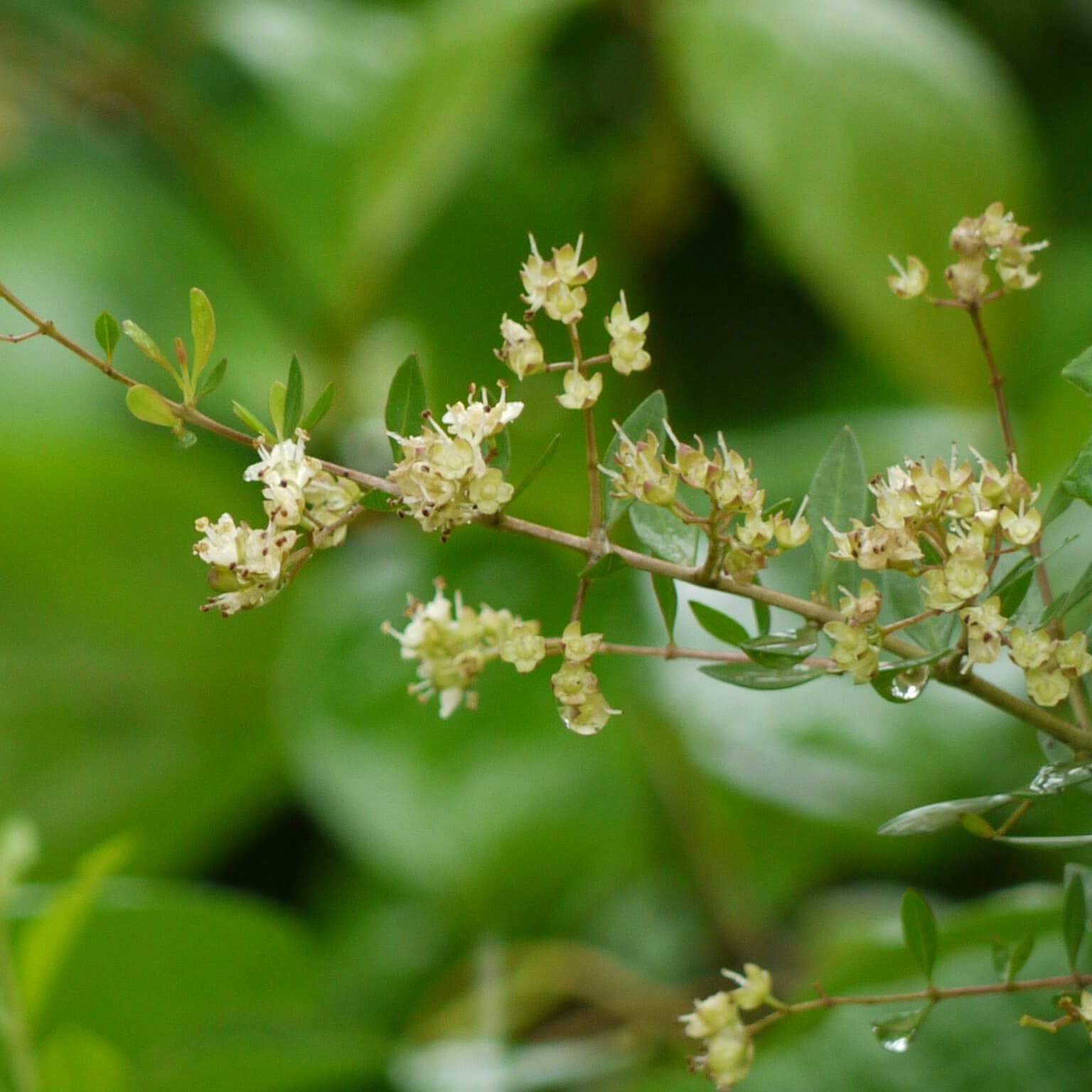 Henna Seeds – Lawsonia inermis