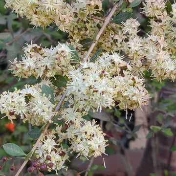 Henna Seeds – White