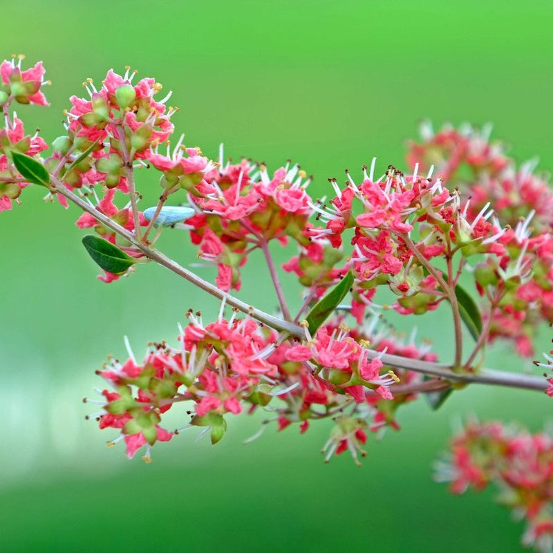 Henna Seeds – Common Lawsonia Inermis Dye