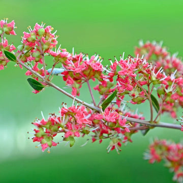 Henna Seeds – Common Lawsonia Inermis Dye