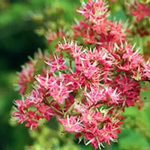 Henna Seeds – Common Lawsonia Inermis Dye