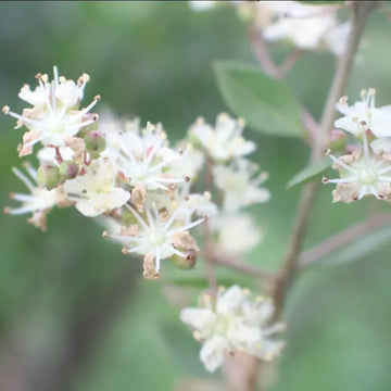 Henna Seeds – White