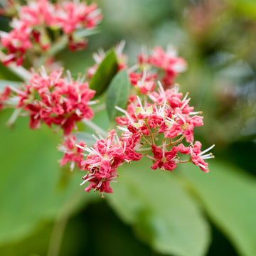 Henna Seeds – Common Lawsonia Inermis Dye