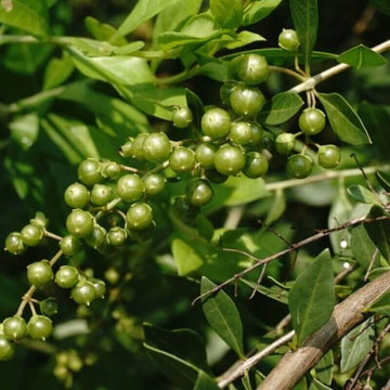 Henna Seeds – Lawsonia inermis