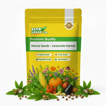 Henna Seeds – Lawsonia inermis