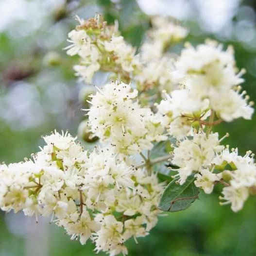 Henna Seeds – White