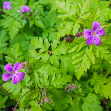 Herb Robert Seeds – Hardy Wild Geranium
