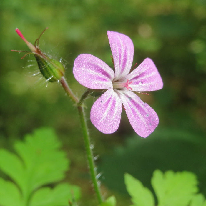 Herb Robert Seeds – Hardy Wild Geranium
