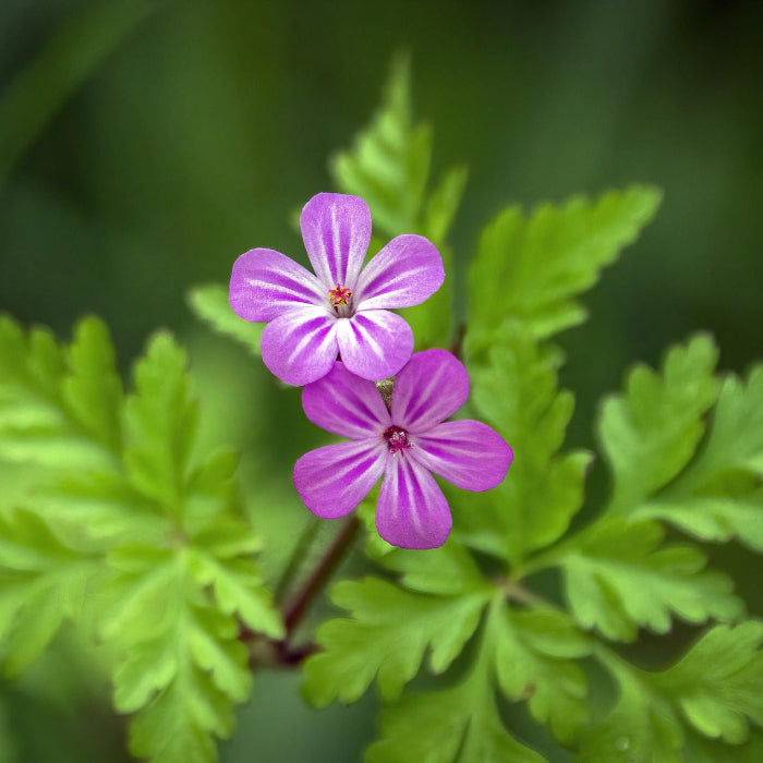 Herb Robert Seeds – Hardy Wild Geranium
