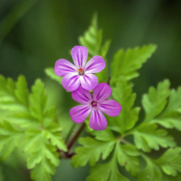 Herb Robert Seeds – Hardy Wild Geranium
