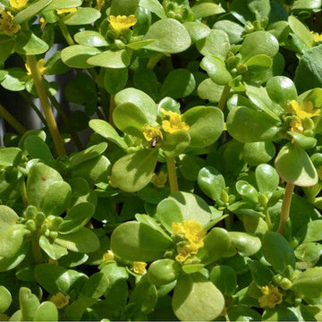 Portulaca Oleracea Seeds – Green