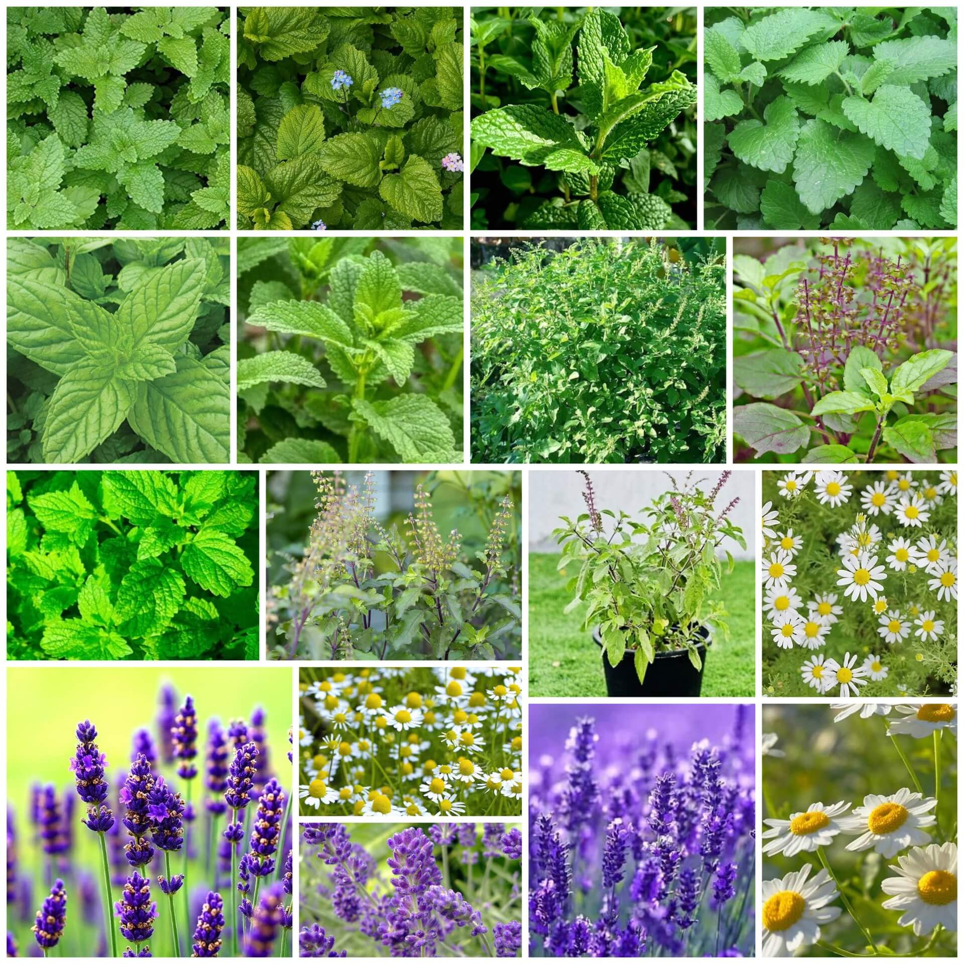 Herbal Tea Garden Kit