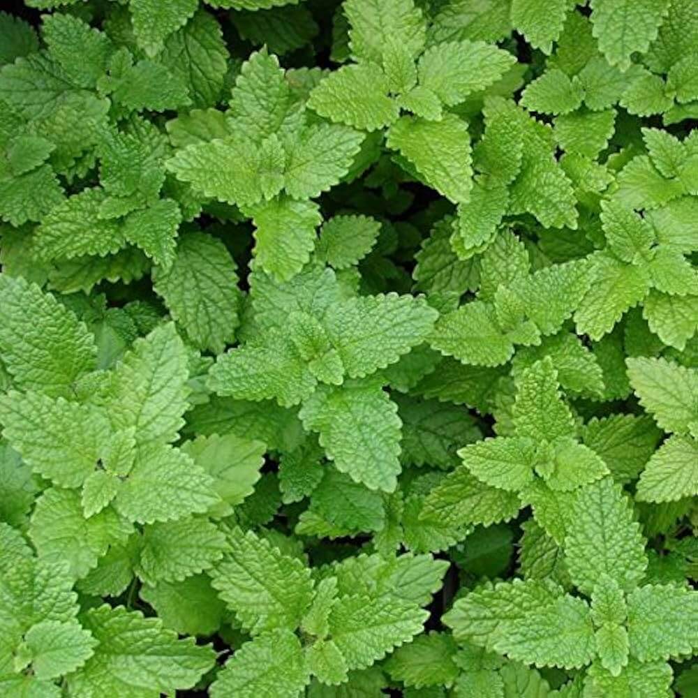 Herbal Tea Garden Kit