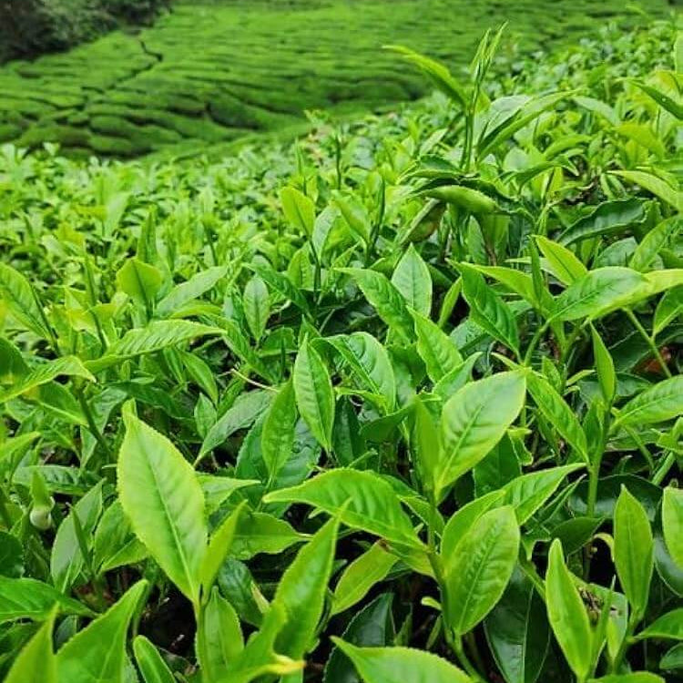 Herbal Tea Garden Seeds