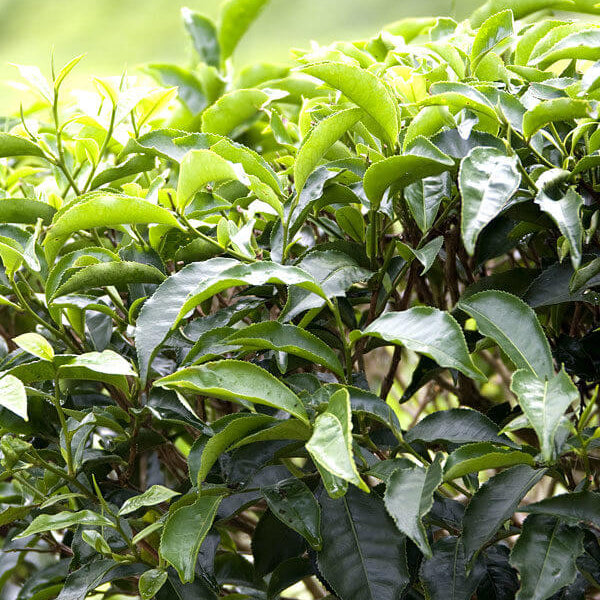 Herbal Tea Garden Seeds