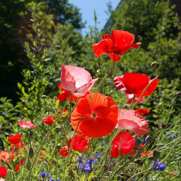 Heritage Poppy Seeds