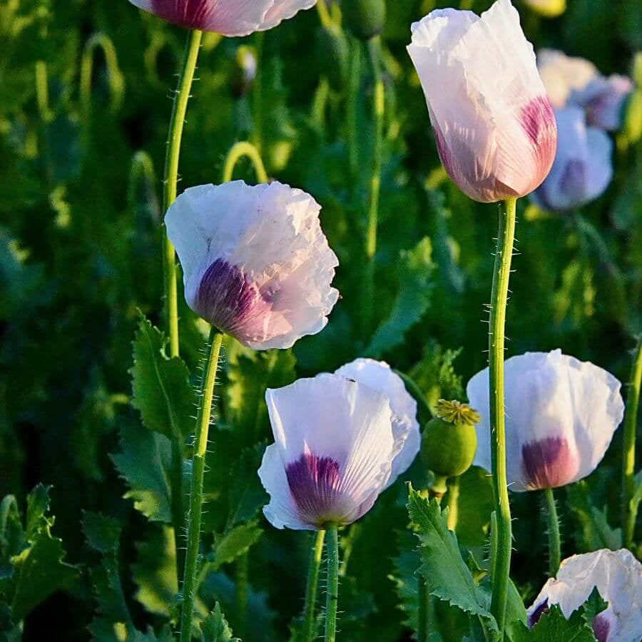 Heritage Poppy Seeds
