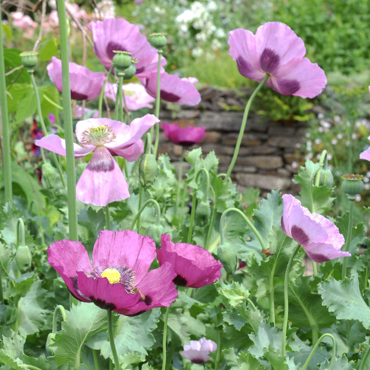 Heritage Poppy Seeds