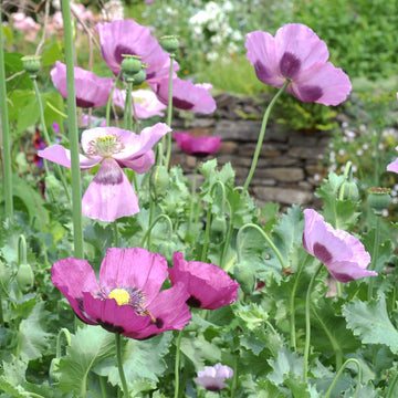 Heritage Poppy Seeds