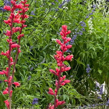 Hesperaloe Seeds – Parviflora
