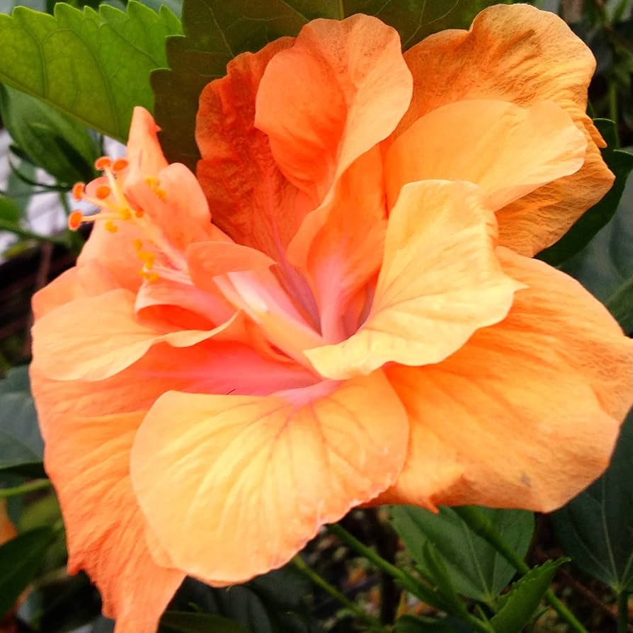 Hibiscus Seeds - Double Orange Yellow
