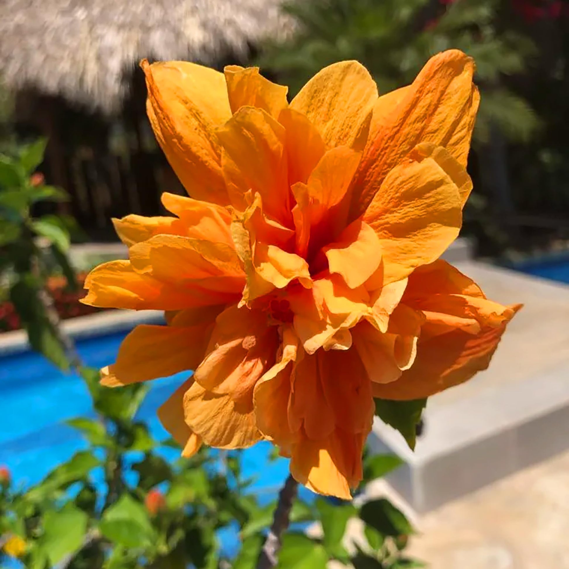 Hibiscus Seeds - Double Orange Yellow
