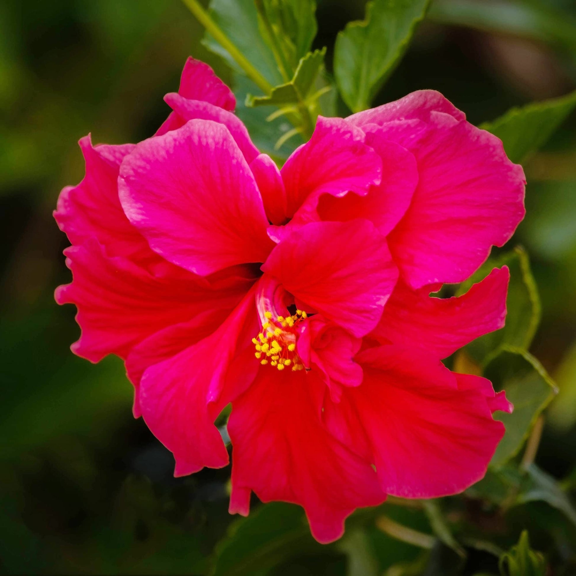 Hibiscus Seeds - Double Red

