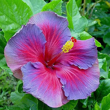 Hibiscus Seeds - Pink, Purple & Blue

