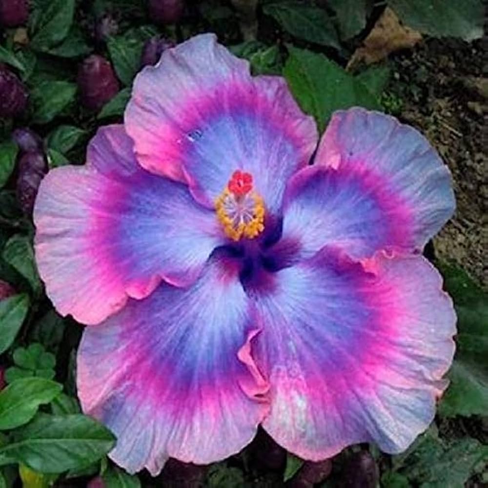 Hibiscus Seeds - Pink, Purple & Blue
