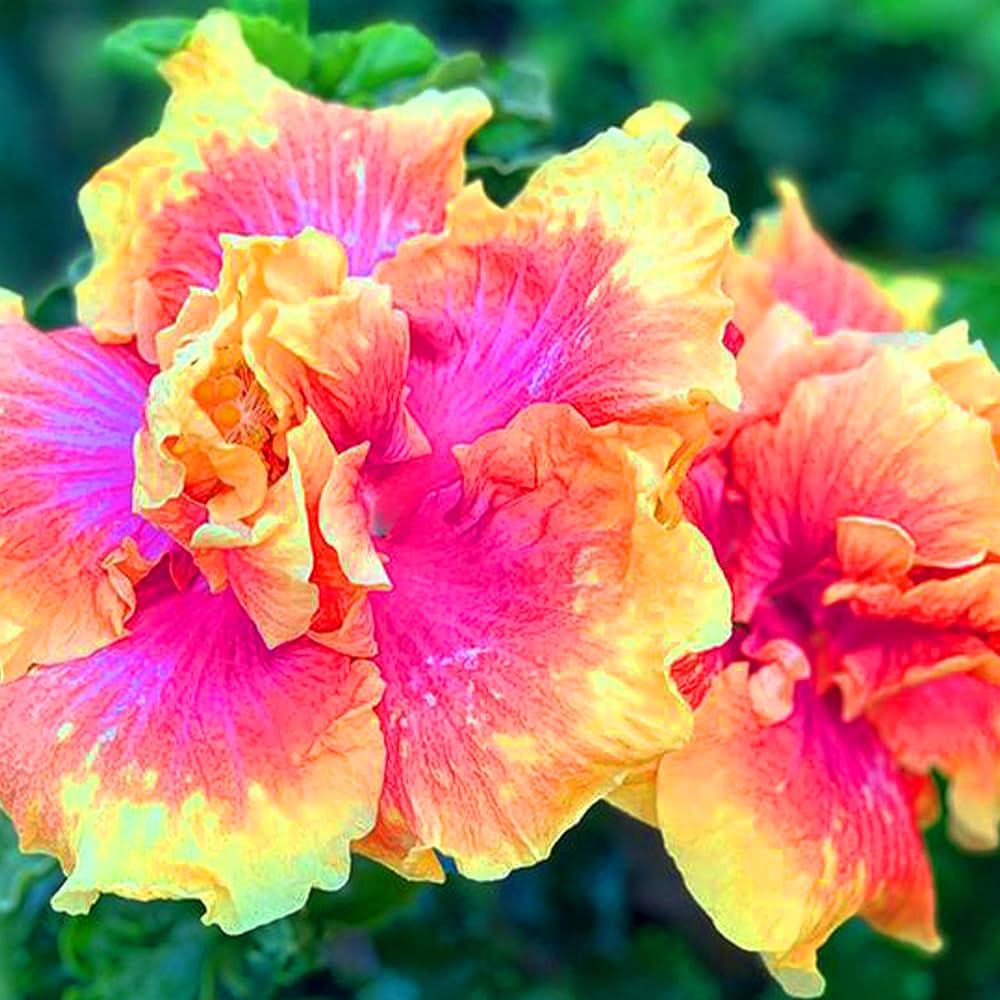 Hibiscus Seeds - Pink Yellow Double
