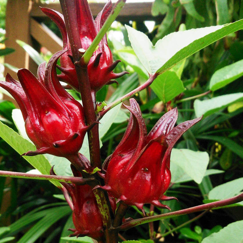 Hibiscus Seeds – Australian Rosella