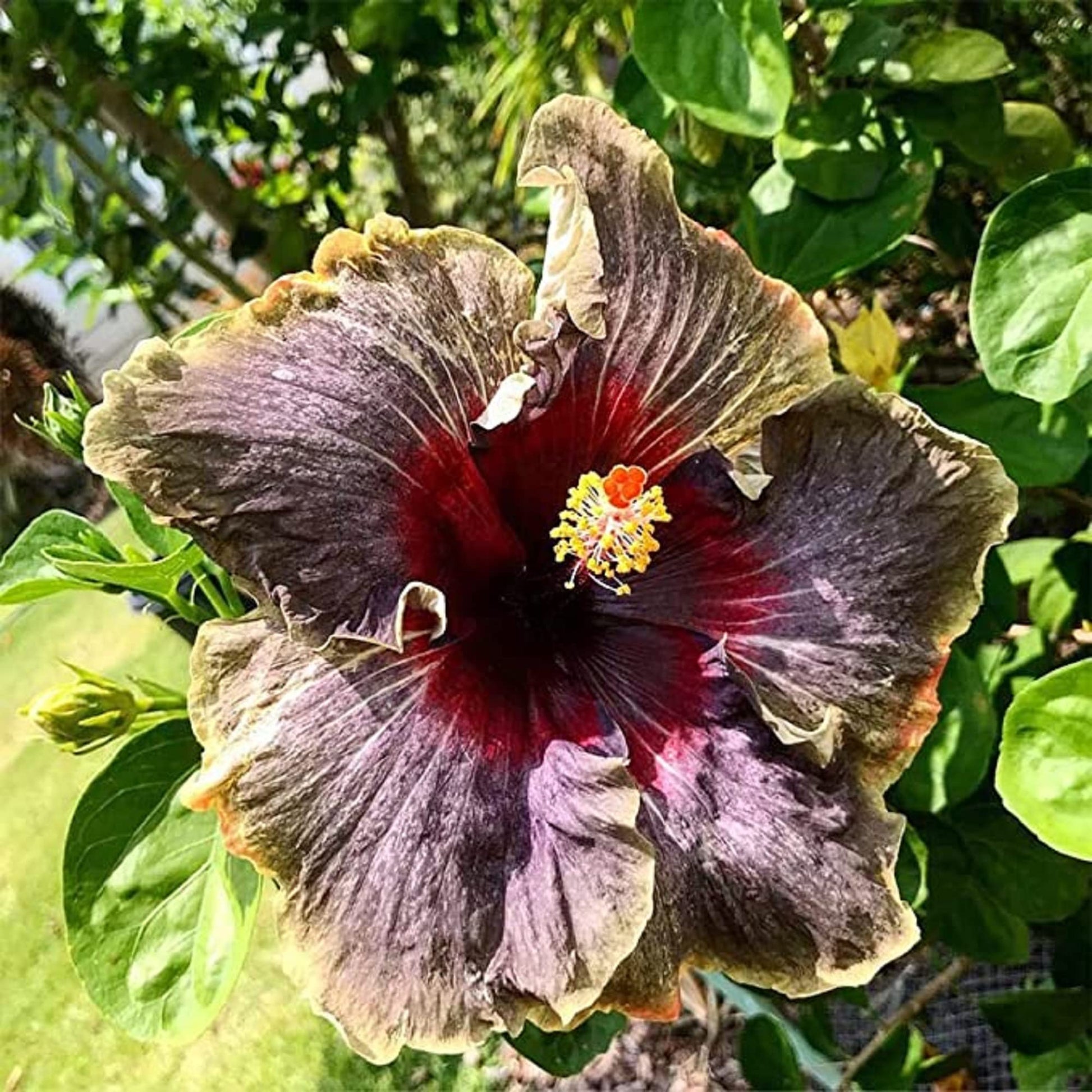 Hibiscus_Black_Pink_Purple_Seeds