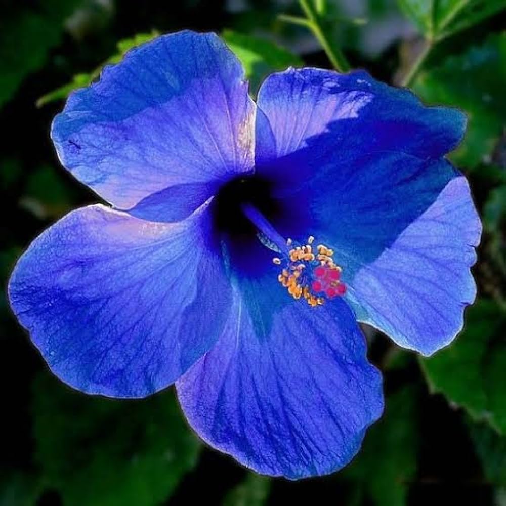 Hibiscus Seeds – Blue
